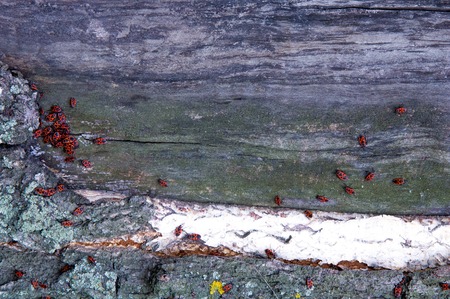 Texture, pattern, background. birch tree bark old