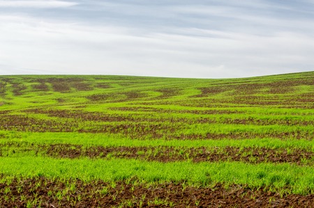tillage. the preparation of land for growing crops. Green strips, bad collected wheat
