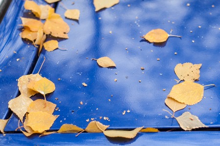 Leaves autumn snow. texture. The first fall of snow. Yellow birch leaves in the snowの写真素材