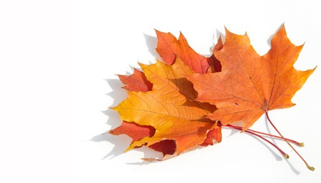 Autumn maple leaves on a green lawn. A tree with broad, in most species, curly leaves.