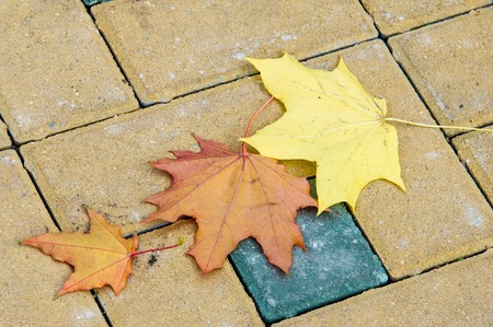 Texture, background. autumn leaves, maple leaves red and yellow. a tree or shrub with lobed leaves, winged fruits, and colorful autumn foliage,の写真素材
