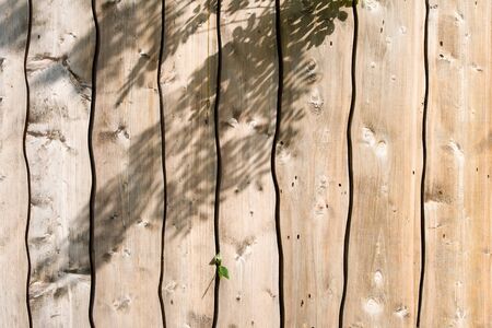 Texture of wood structure.の写真素材