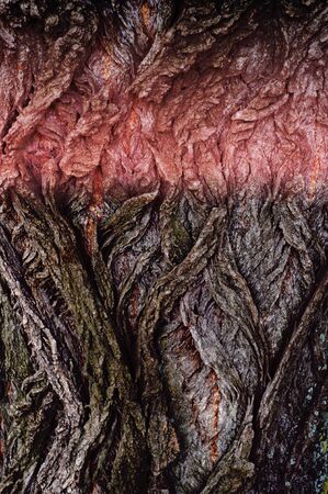 Texture, background, pattern. Bark of tree. Outside, above the timber, piece of trunks, stems and roots of woody plants.の写真素材