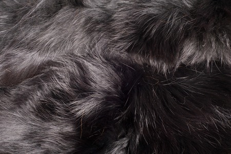 fur. The coat of the animal. The fur of the animal. texture Background