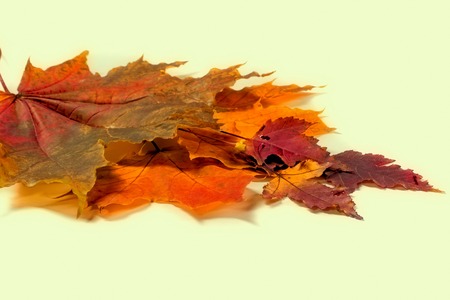 Texture, background. Autumn leaves. collection beautiful colorful autumn leaves isolated on white background.の写真素材