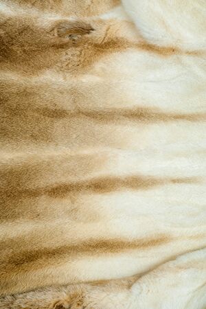 American mink (Neovison vison) is a semiaquatic species of mustelid. Very nice fur coat on a femaleの写真素材