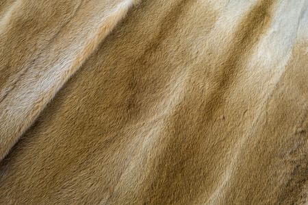 Texture, background. Mink fur. he short, fine, soft hair of certain animals. carnivorous mammals of the family Mustelidaeの写真素材