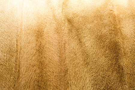 Texture, background. mink fur. Mink coat. Gold color mink fur. a small, semiaquatic, stoatlike...