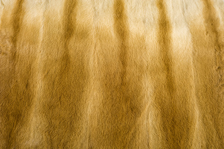 Texture, background. Mink fur. he short, fine, soft hair of certain animals. carnivorous mammals of the family Mustelidaeの写真素材