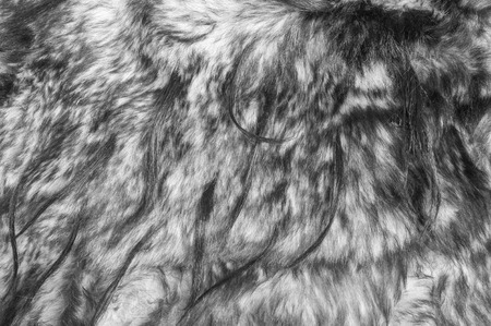 fur. The coat of the animal. The fur of the animal. texture Background