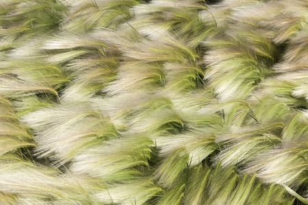 feather grass, mat grass. feather grew up in the Kazakh steppe. texture