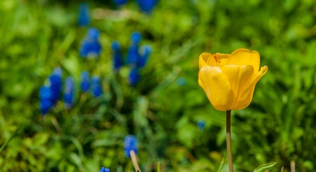colorful field of tulips in the morning light. very beautiful tulips in bloom and smell spring. Colorful tulip gardenの写真素材