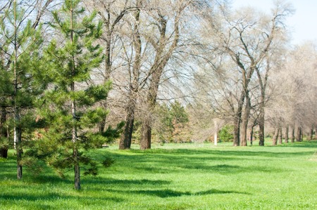 Kazakhstan, early spring. Park of the first president of the country. Central park at sunny day. beautiful green parkの写真素材