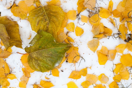 Leaves autumn snow texture. Photographed on the streetの写真素材