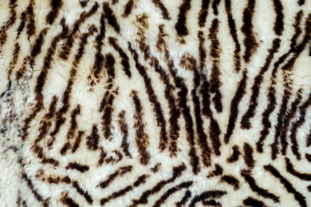 Background, Texture. sheepskin, lambskin, sheep, budge. a sheep's skin with the wool on, especially when made into a garment or rug.の写真素材
