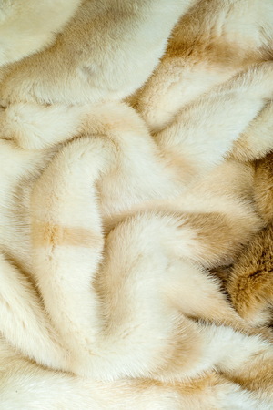 American mink (Neovison vison) is a semiaquatic species of mustelid. Very nice fur coat on a femaleの写真素材