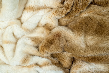 American mink (Neovison vison) is a semiaquatic species of mustelid. Very nice fur coat on a femaleの写真素材