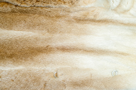 American mink (Neovison vison) is a semiaquatic species of mustelid. Very nice fur coat on a female