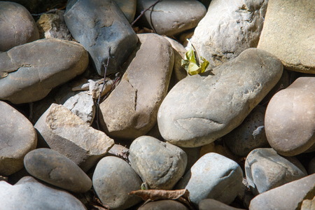 Texture, background. pebbles. a small stone made smooth and round by the action of water or sand.