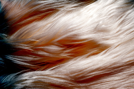 Texture, background, pattern. Fur white yak. a large domesticated wild ox with shaggy hair, humped...