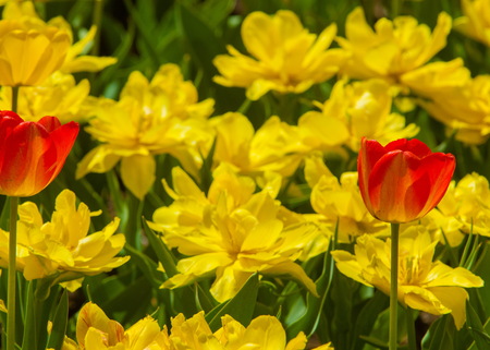 colorful field of tulips in the morning light. very beautiful tulips in bloom and smell spring. Colorful tulip gardenの写真素材