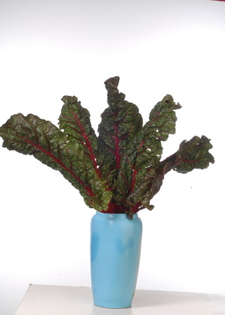 blad bieten. fresh leaf beet root isolated on white background. Beetroot leaf.