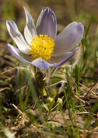 pasque flower, Pulsatilla patens. Pasqueflowers (Pulsatilla patens) on the field with grass. pasque...