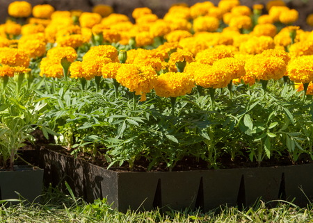 Tagetes. Flowers are planted on the lawn.の写真素材