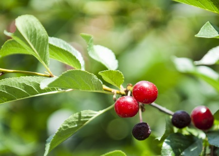 Prunus avium, sweet cherry, also called wild cherryの写真素材