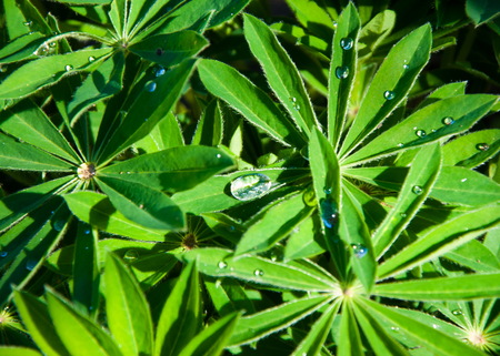 dewdrops. dewdrops on leavesの写真素材
