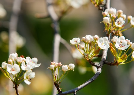 apple blossoms. blooming flower buds of appleの写真素材