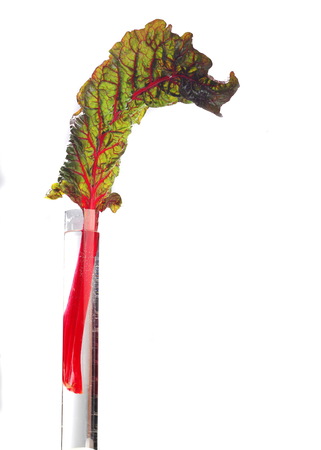 blad bieten. fresh leaf beet root isolated on white background. Beetroot leaf.の写真素材