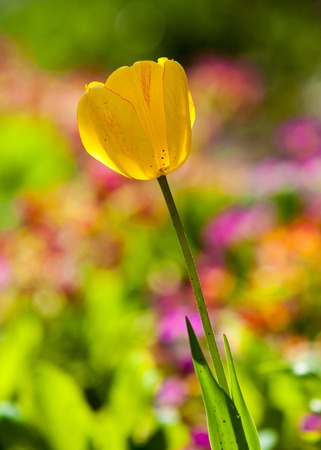 colorful field of tulips in the morning light. very beautiful tulips in bloom and smell spring. Colorful tulip gardenの写真素材