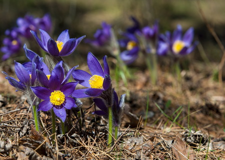 pasque flower, Pulsatilla patens. Pasqueflowers (Pulsatilla patens) on the field with grass. pasque flower.の写真素材