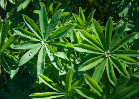 dewdrops. dewdrops on leavesの写真素材