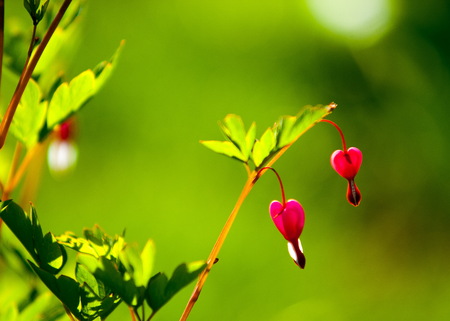 Lamprocapnos spectabilis. bleeding heart. Asian bleeding-heart. Dutchman's breeches. lyre flower. lady-in-a-bath. is a rhizomatous herbaceous perennialの写真素材