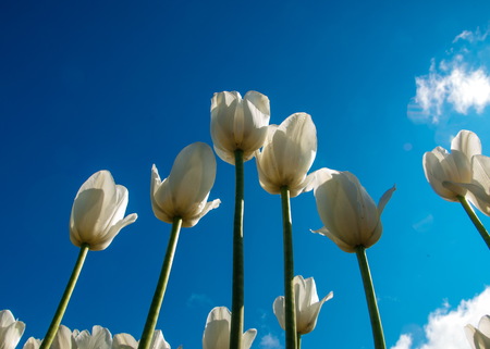 Tulips. Bulbous plant seeds. lily flowers with large, cup-shaped.  Beautiful bouquet of tulips. colorful tulips. tulips in spring.の写真素材