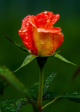 rose bloomed in the spring in the park. Valentine's Day. beautiful pastelsの写真素材