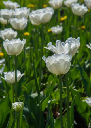 Tulips. a bulbous spring-flowering plant of the lily family, with boldly colored cup-shaped flowers. Flower tulips background. Beautiful view tulips under sunlight landscape at the middle of spring.の写真素材