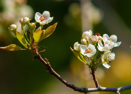 apple blossoms. blooming flower buds of appleの写真素材