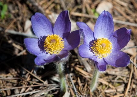 pasque flower, Pulsatilla patens. Pasqueflowers (Pulsatilla patens) on the field with grass. pasque...