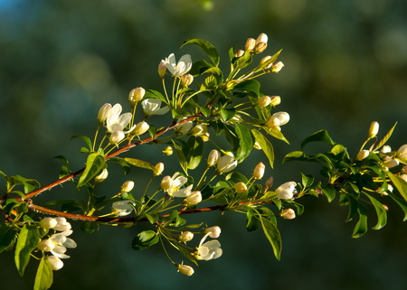A blooming branch of apple tree in spring. photo of blossoming tree brunch with white flowers on bokeh green background. blossoming tree of an apple-tree. spring seasonの写真素材