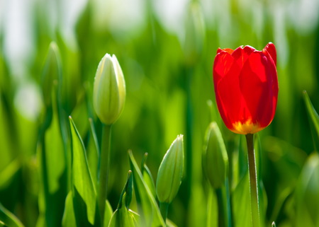 tulips. a bulbous spring-flowering plant of the lily family, with boldly colored cup-shaped flowers.の写真素材