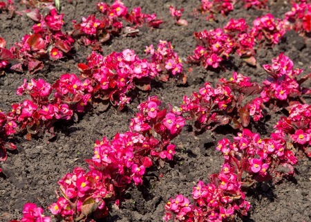 jasmine flowers. an Old World shrub or climbing plant that bears fragrant flowers used in perfumery or tea. It is popular as an ornamental.の写真素材