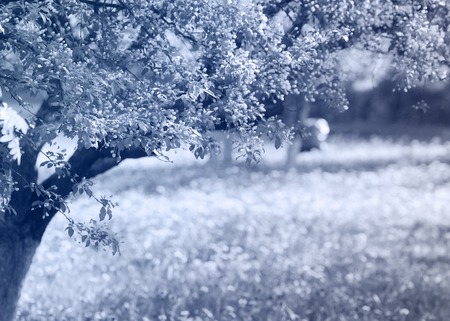 Flowers of apple. apple flowers background. texture. the feel, appearance, or consistency of a surface or a substance.の写真素材