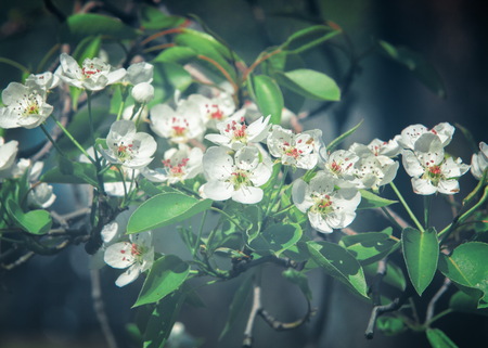 Spring. apple Trees in Blossom. flowers of apple. white blooms of blossoming tree close up. Beautiful spring blossom of apple cherry tree with white flowers.の写真素材
