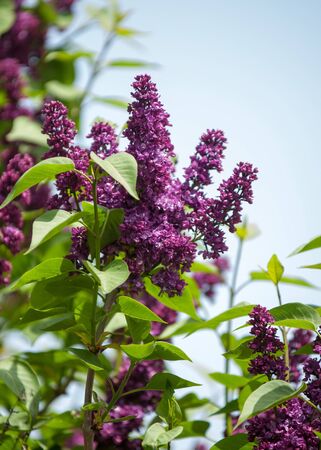 lilac flowers.  Large garden shrub with purple or white fragrant flowers.の写真素材