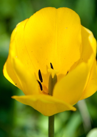 tulips. a bulbous spring-flowering plant of the lily family, with boldly colored cup-shaped flowers.の写真素材