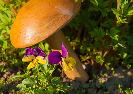 violet. viola. violets bloom in spring in the gardenの写真素材