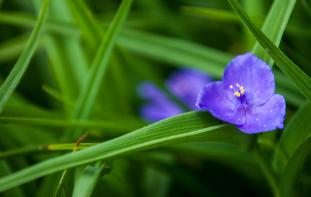 TRADESCANTIA VIRGINIANA. The genus is named after John Tradescant 1608-1662 who served as gardener to Charles 1 of England.の写真素材